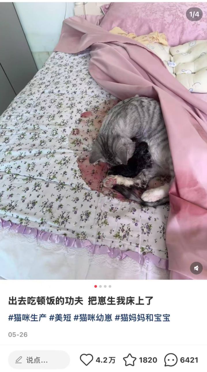 aireddit-plugin-reddit-karma-guide